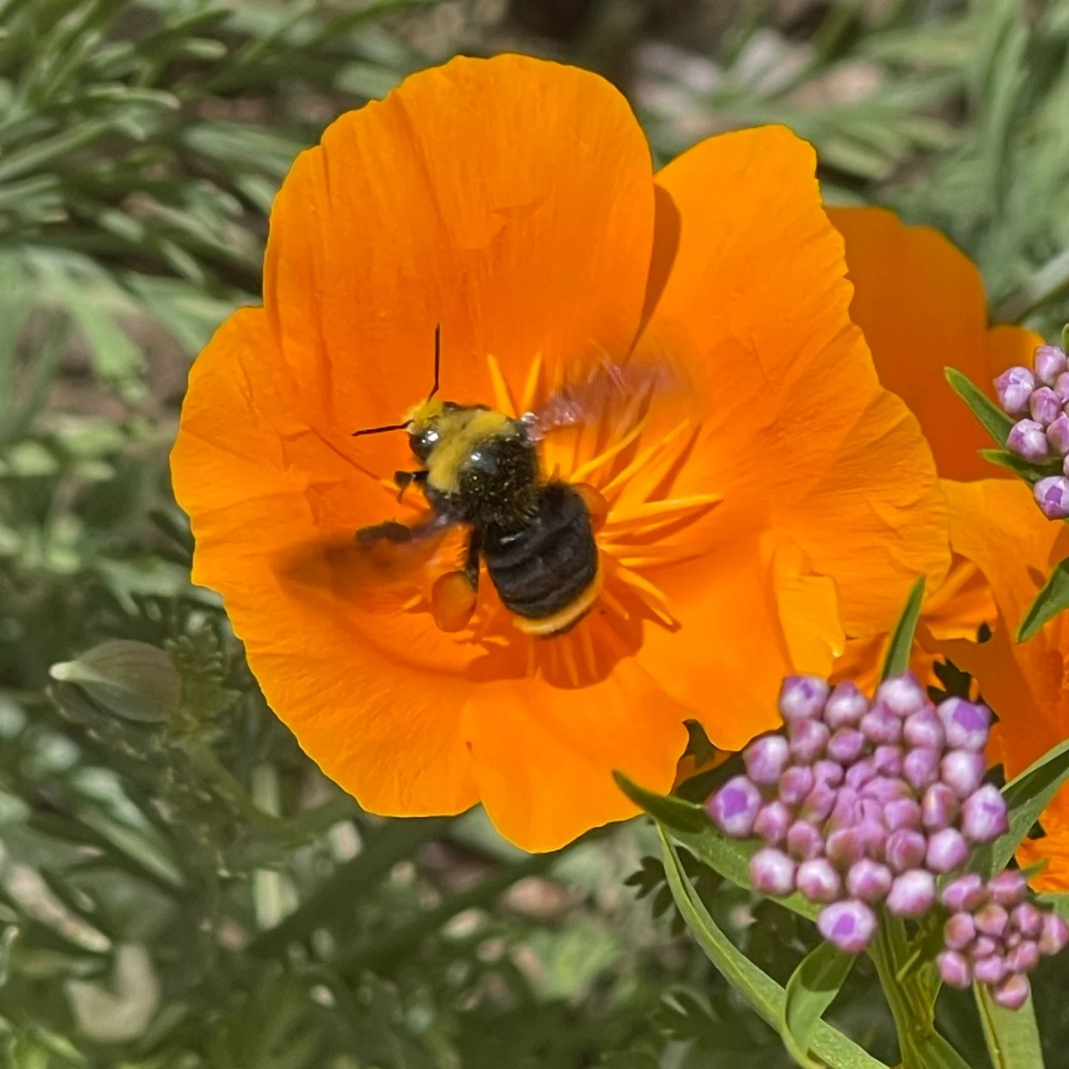 Pollinator Citizen Science