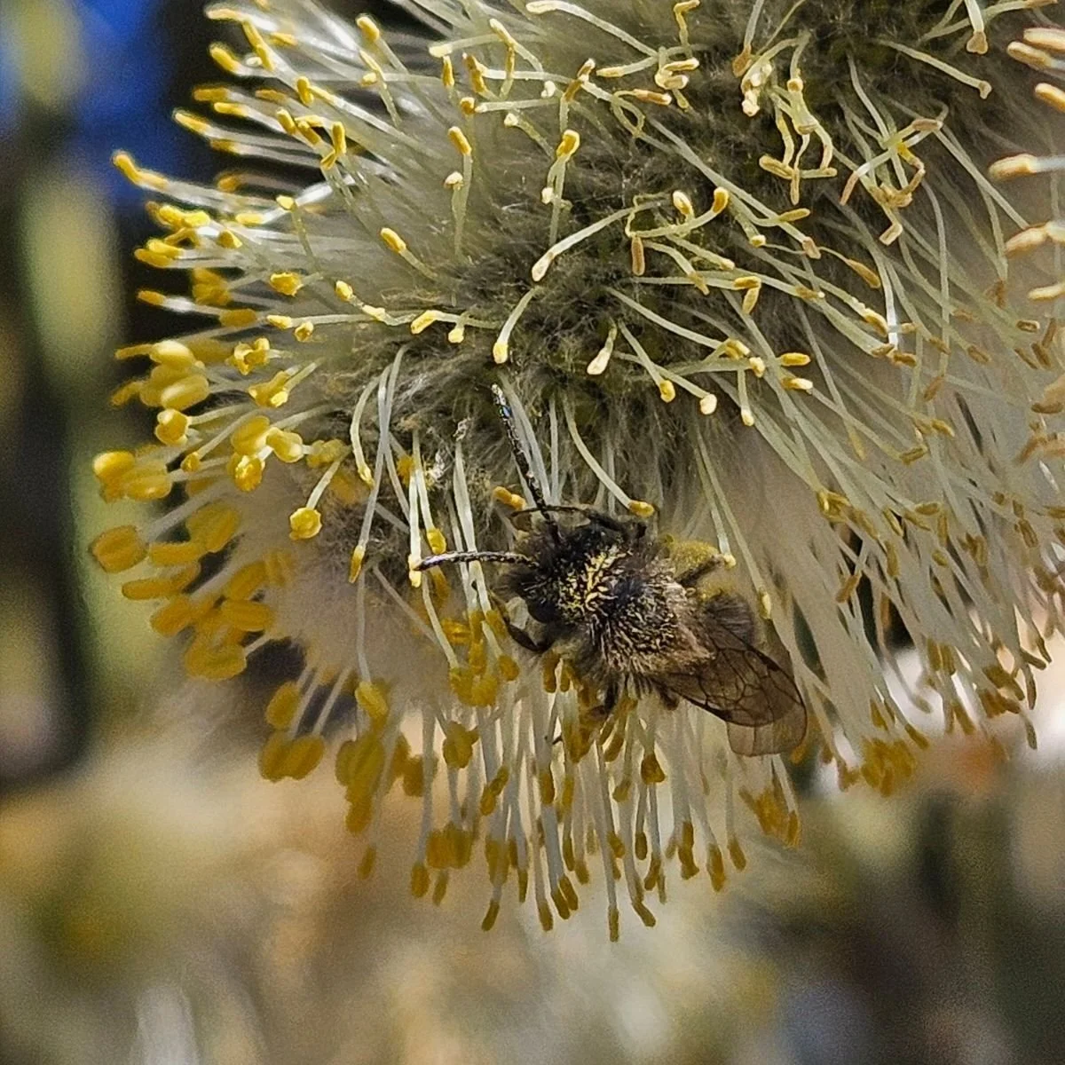 Citizen Science: What is a Bioblitz? How Do I use iNaturalist?