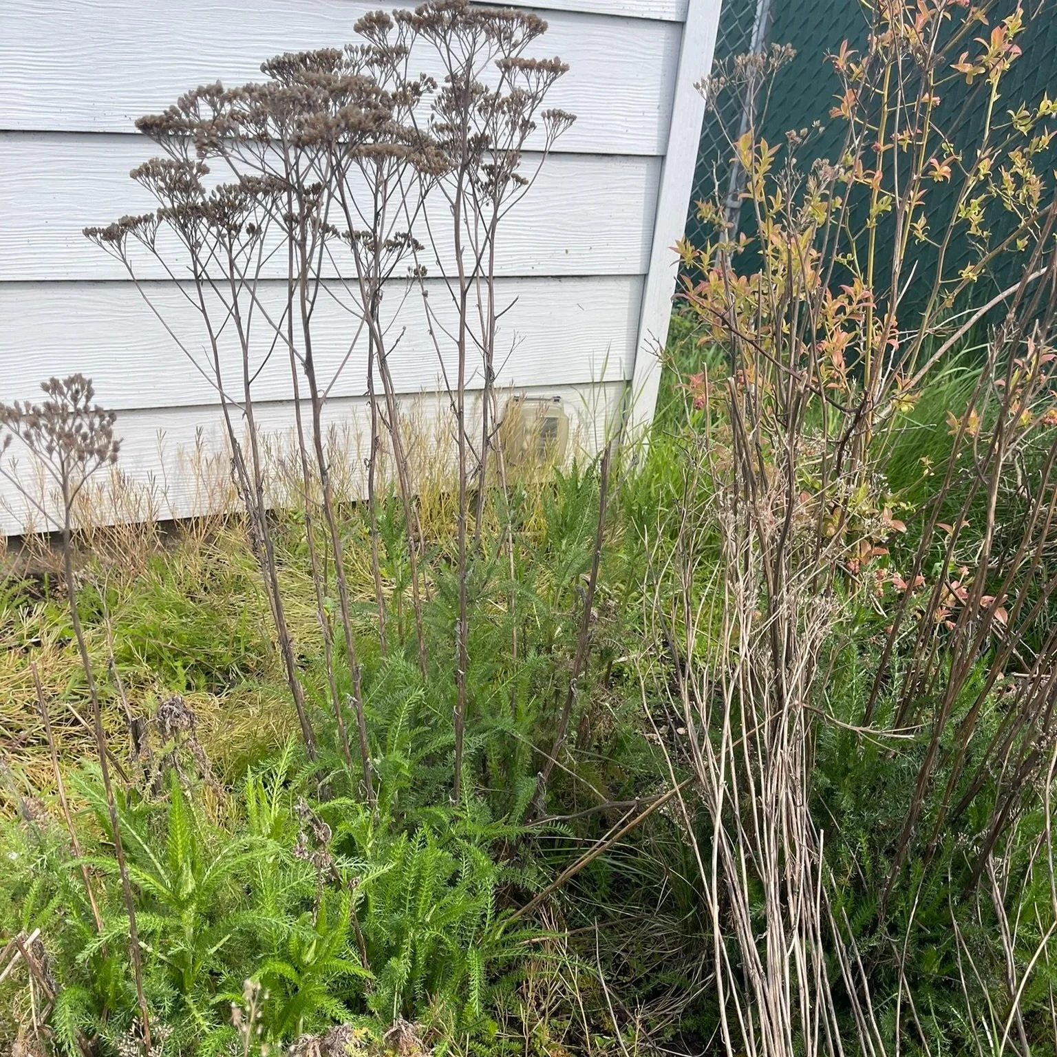 Pollinator-Friendly Spring Garden Cleanup