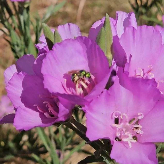 Legislative Advancement for Pollinators in Washington State