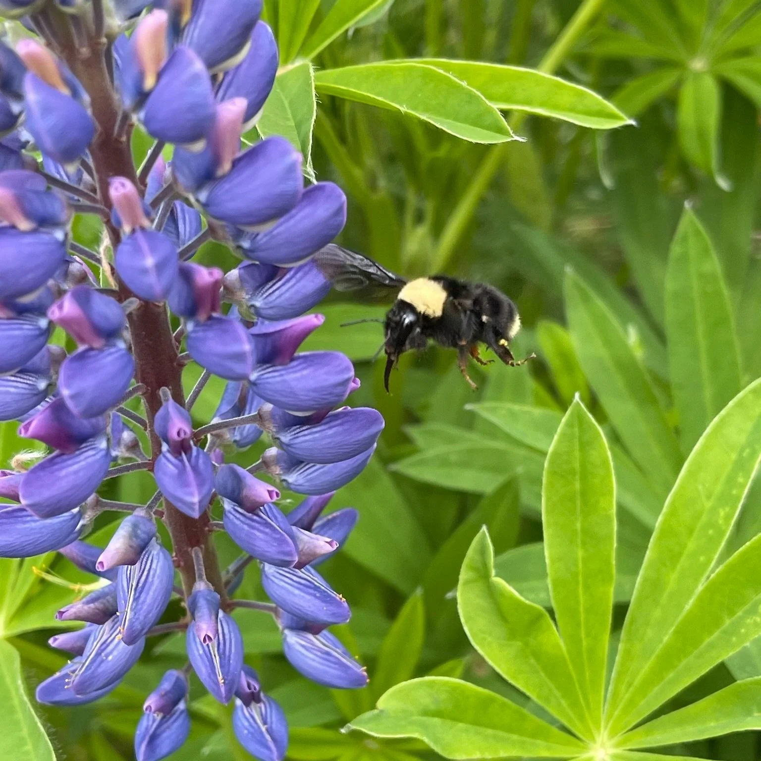 The Pacific Northwest Bumble Bee Atlas: An Accessible Citizen Science Initiative