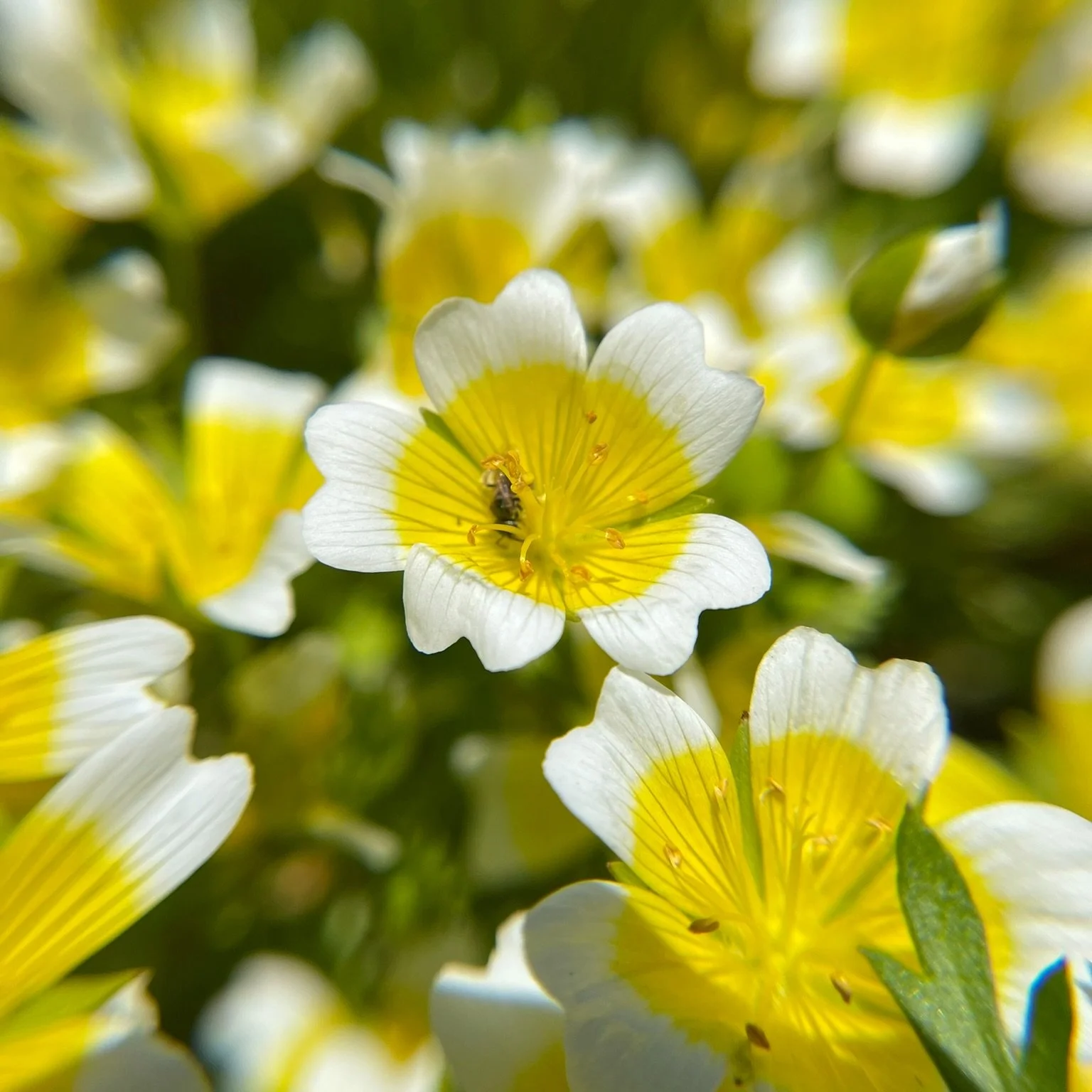 Explore the Beauty of Northwest Wildflowers with the NW Wildflowers Map