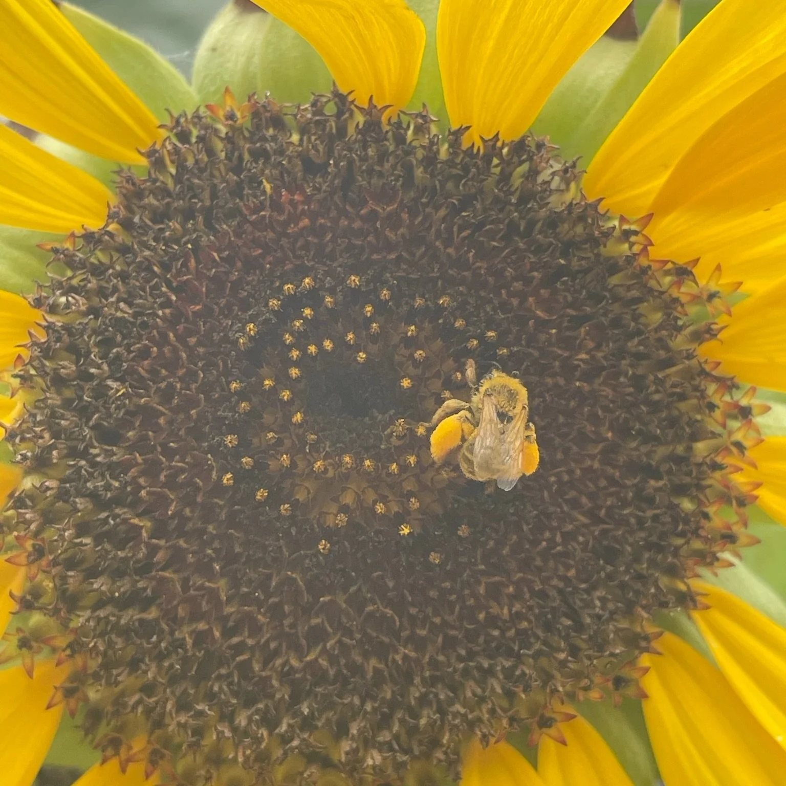 The Great Sunflower Project: Cultivating Citizen Science and Conservation