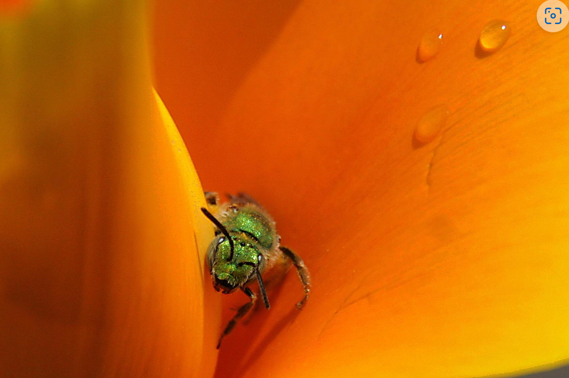 Join the Pollinator Week BioBlitz with the Vancouver Bee Project on iNaturalist!