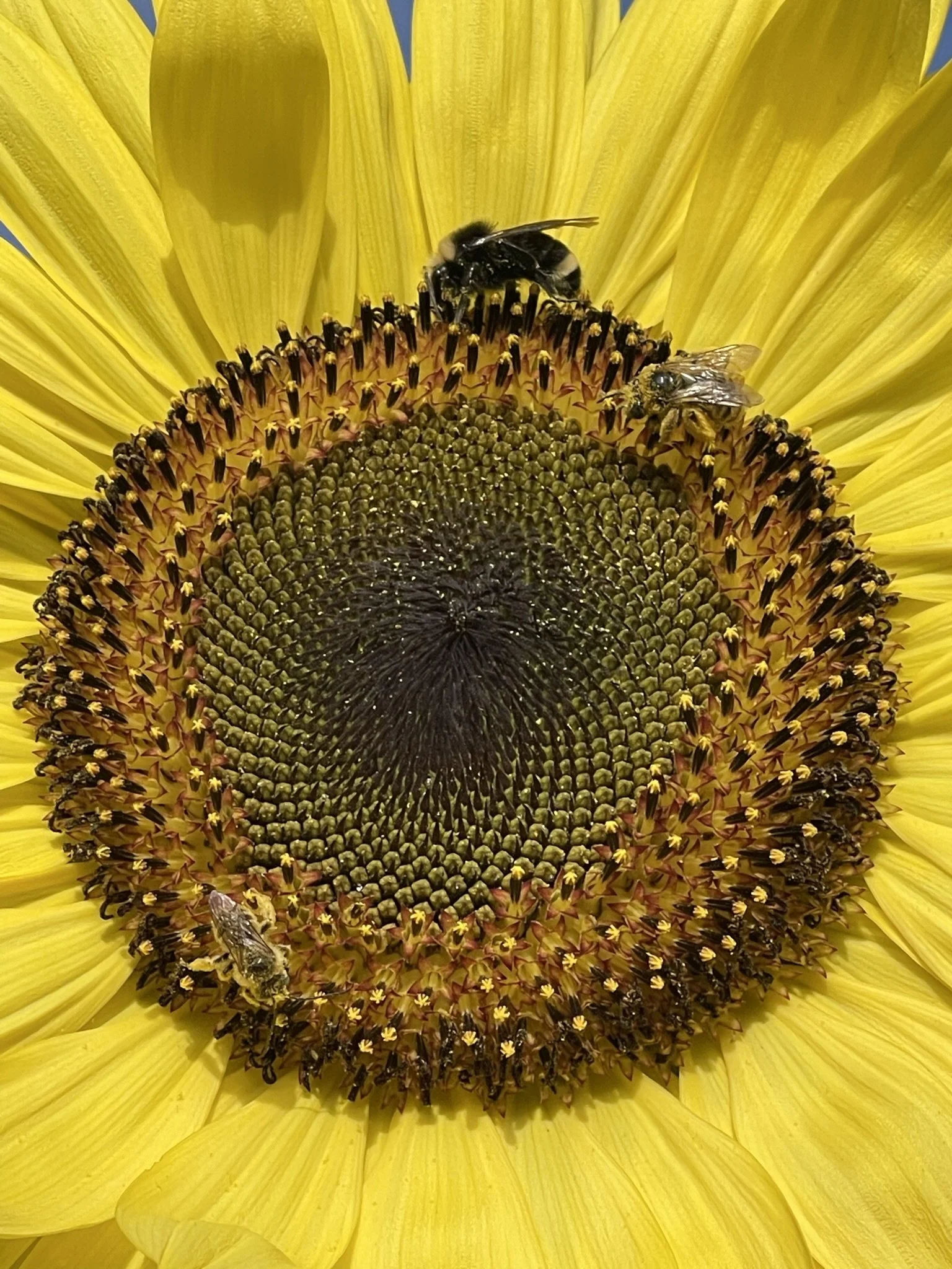 Caring for Native Plants in Late Summer: Pruning, Watering, and Maintenance Tips
