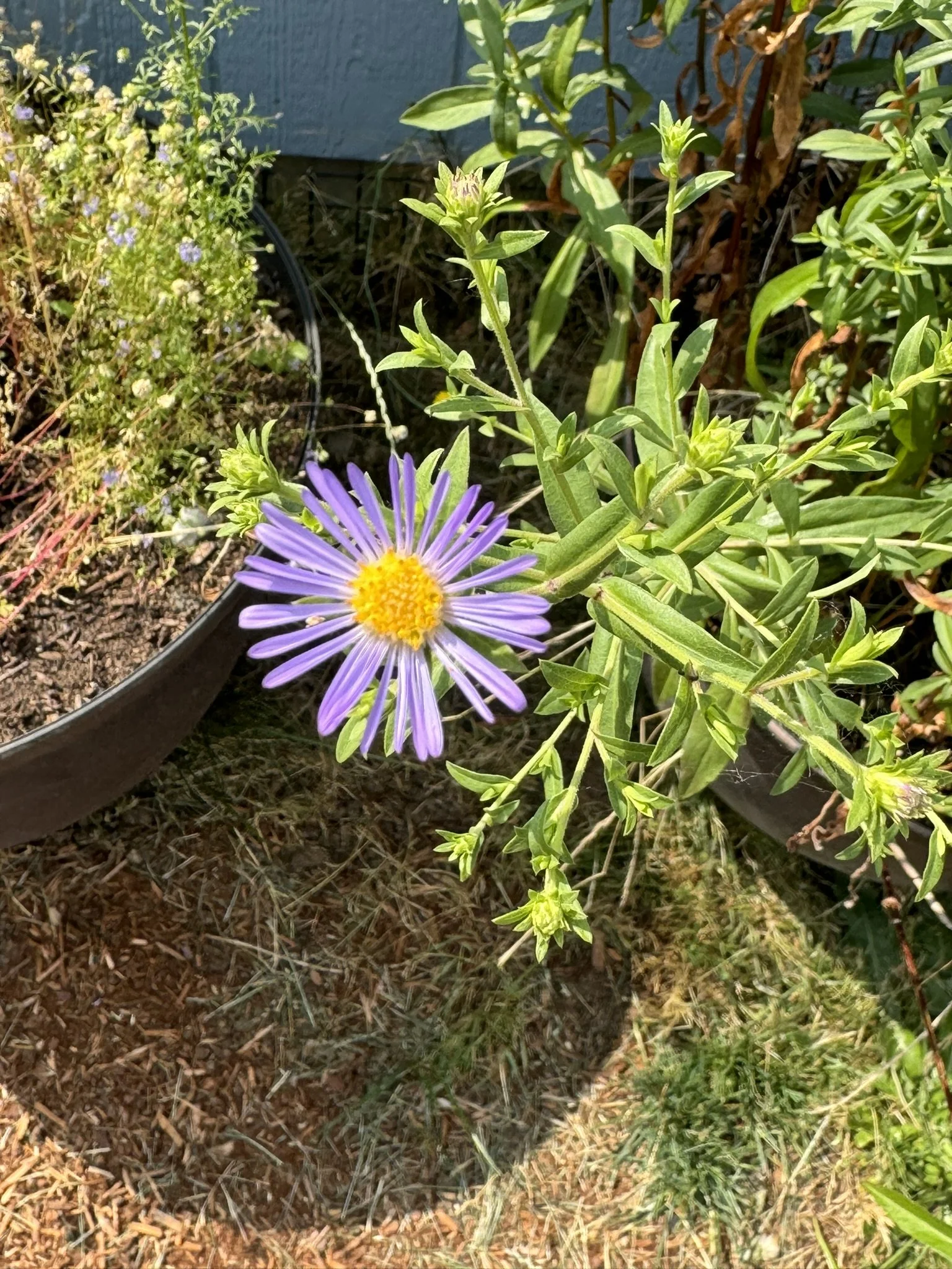 Top 5 Native Pollinator Plants for Late Summer in Vancouver and Clark County