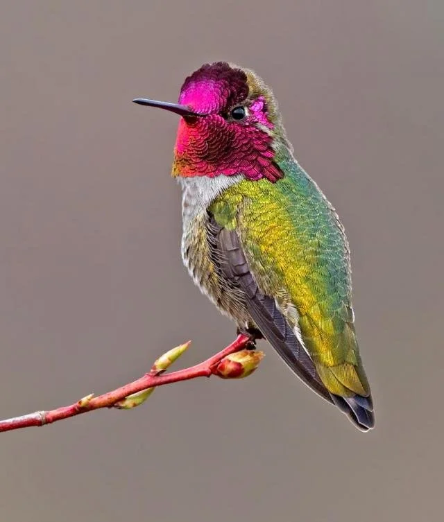 Hummingbirds of Clark County: Species, Support, and Their Value as Pollinators