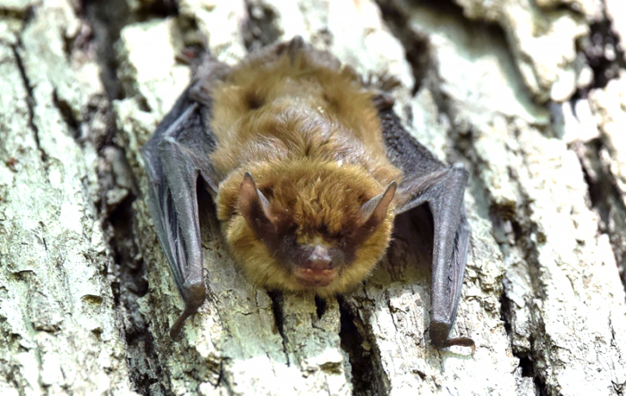 Supporting Bats: How to Help Them Thrive 🦇🌸
