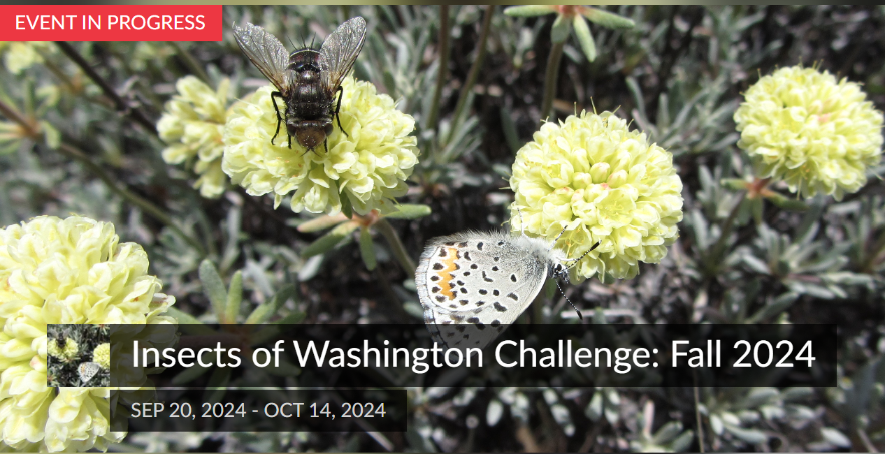Discover the Insects of Washington Challenge – Fall 2024!