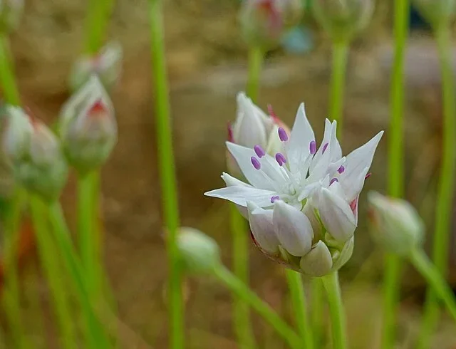 narrowleaf onion.webp