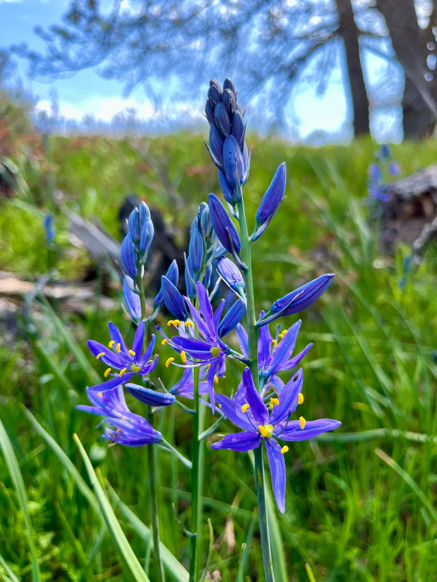 camas.webp