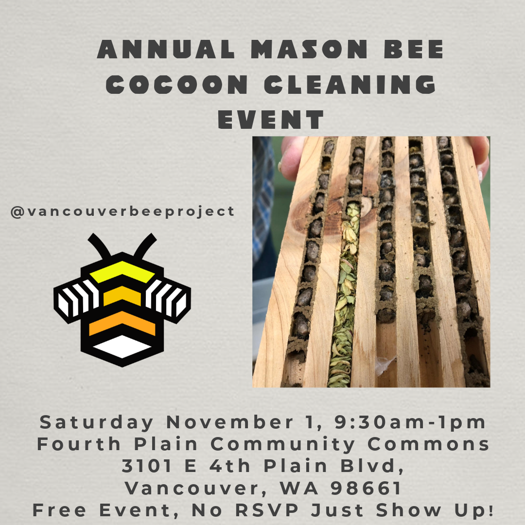 Annual Mason Bee Cocoon Cleaning Event