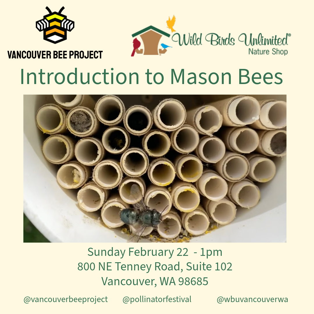 Introduction to Spring Mason Bees - Wild Birds Unlimited Vancouver Grand Opening Weekend