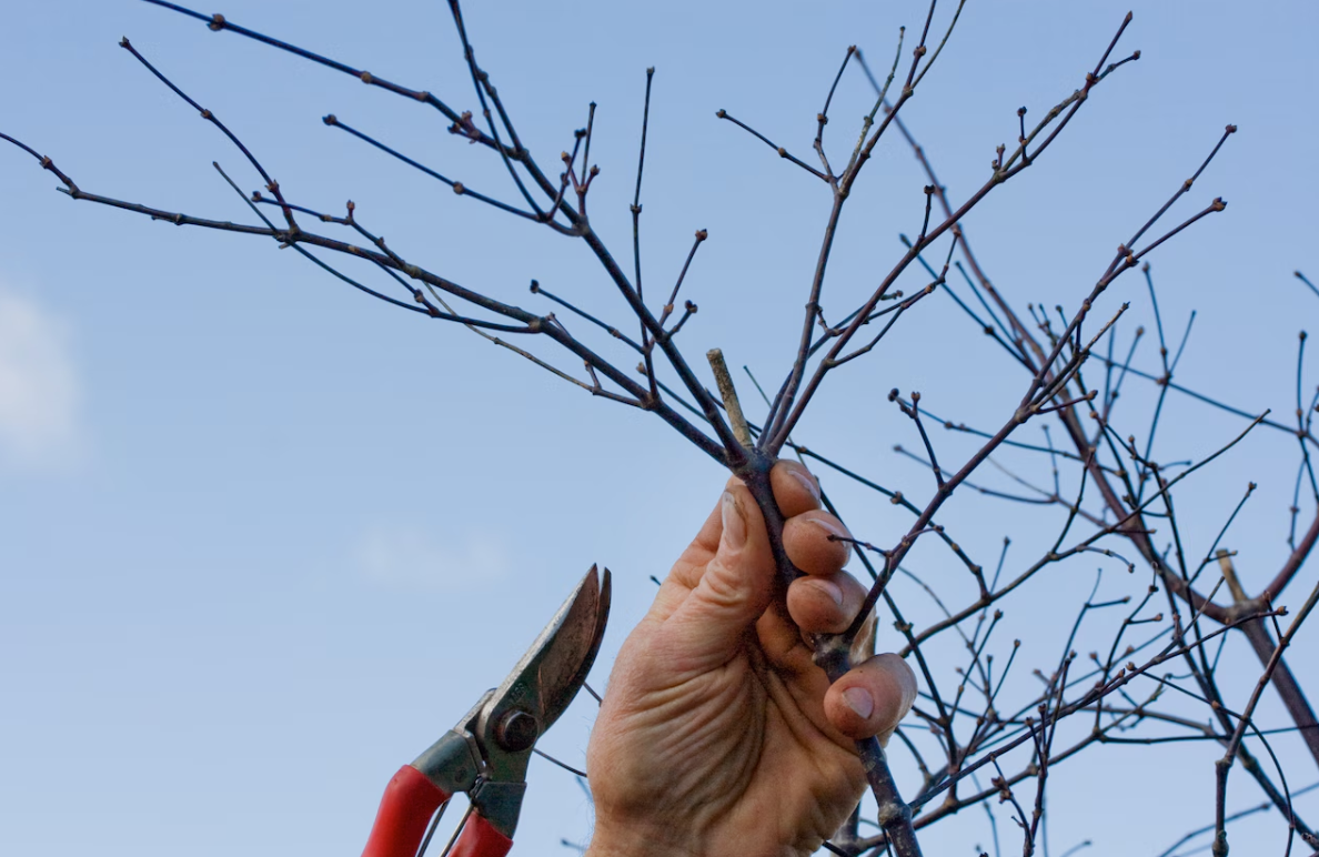 Pruning in Late Winter: Supporting Native Plants, Healthy Landscapes, and Native Bees