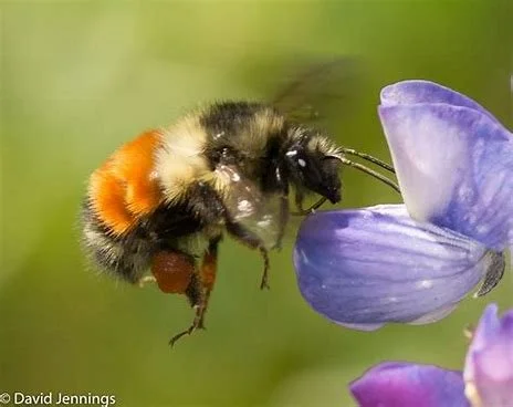 We Didn’t Save the Wrong Bees — We Just Forgot the Ecosystem