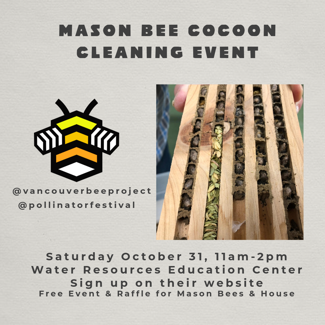 Mason Bee Cocoon Cleaning Event