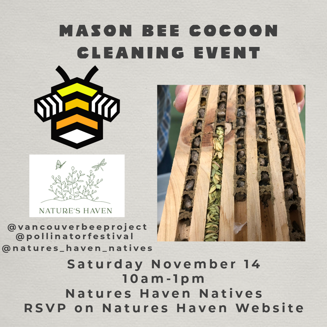 Mason Bee Cocoon Cleaning Event