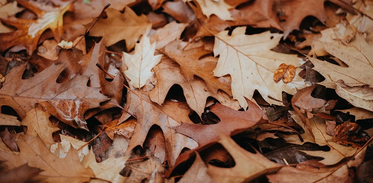 Leave the Leaves and Protect the Life Beneath Them
