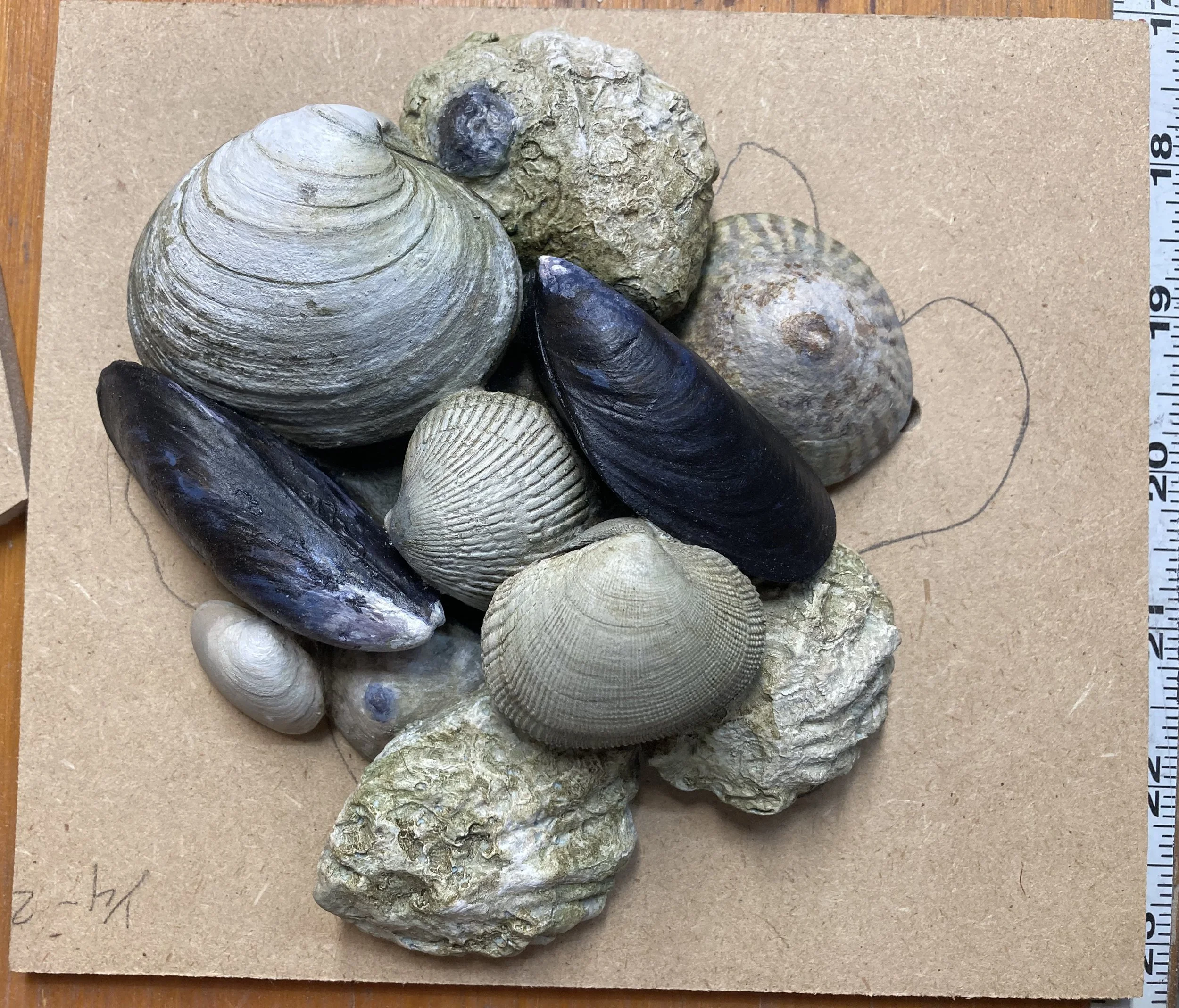 pre-colombian shellfish tactile - molded from life and cast in resin