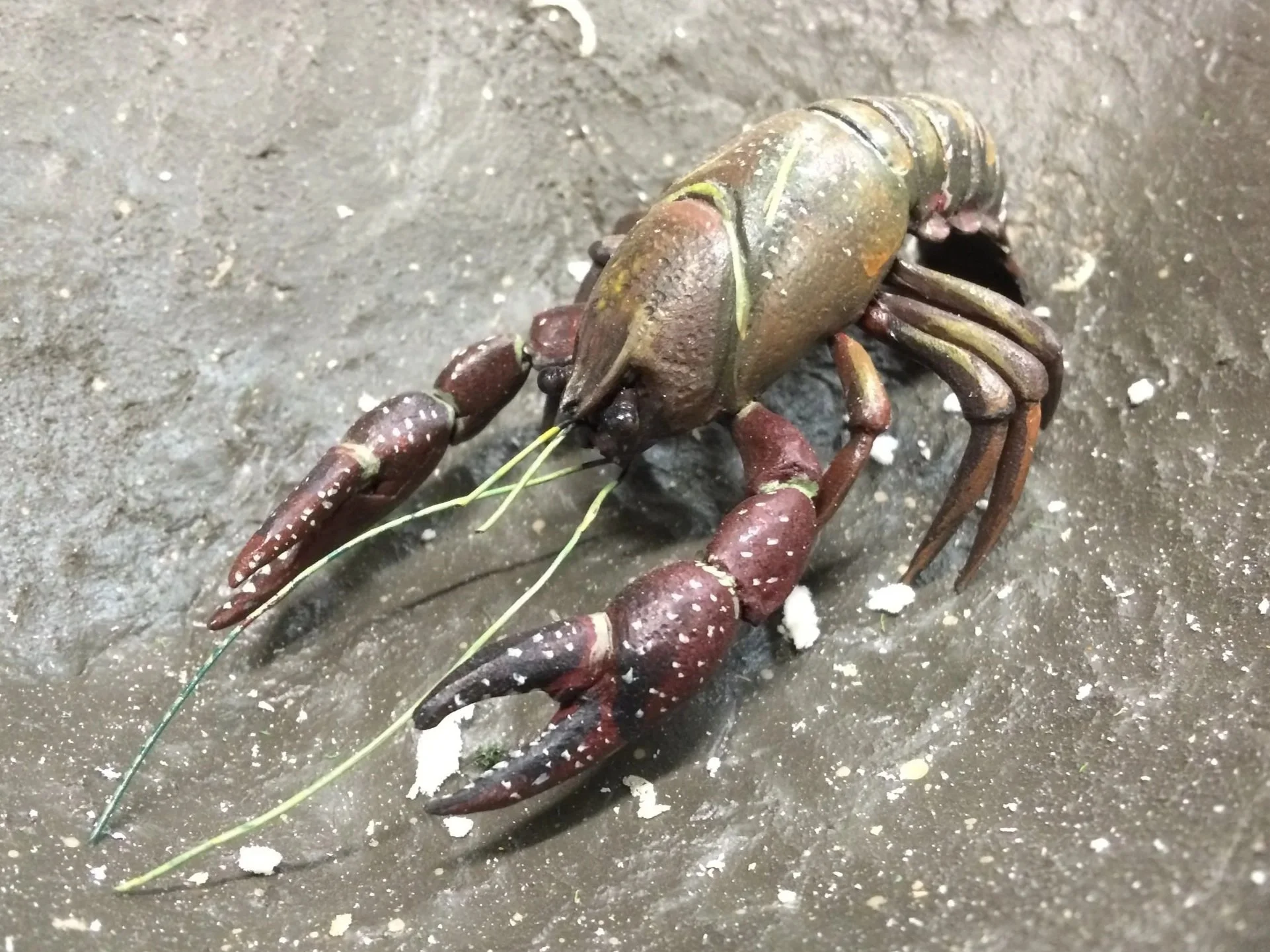 crayfish1.jpg
