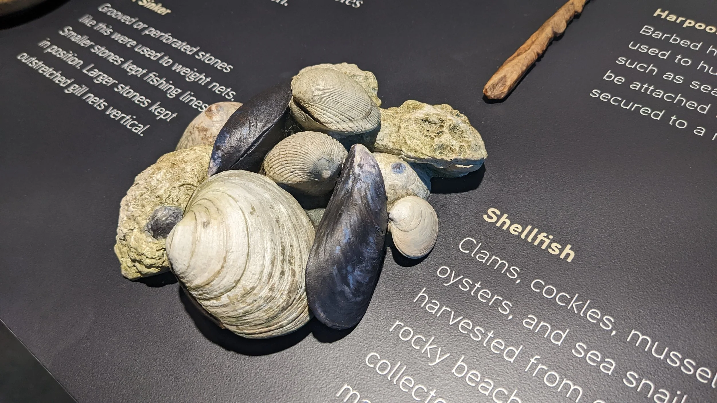 pre-colombian shellfish tactile - installed on graphics display in the museum