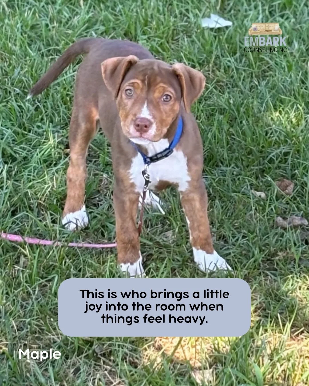From tiny puppies to professional emotional support specialists 🐶🫶🏼🥹 

&mdash;

Learn more about the team, our services, and our paws-on approach to therapy🐶

✨Link in bio 
💻 embarkcounselingnc.com 📧 embarkcounselingnc@embarkcounselingnc.com ?