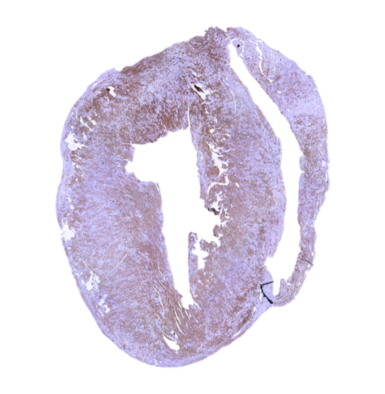 Screen Shot 2023-02-09 at 10.01.41 AM.png