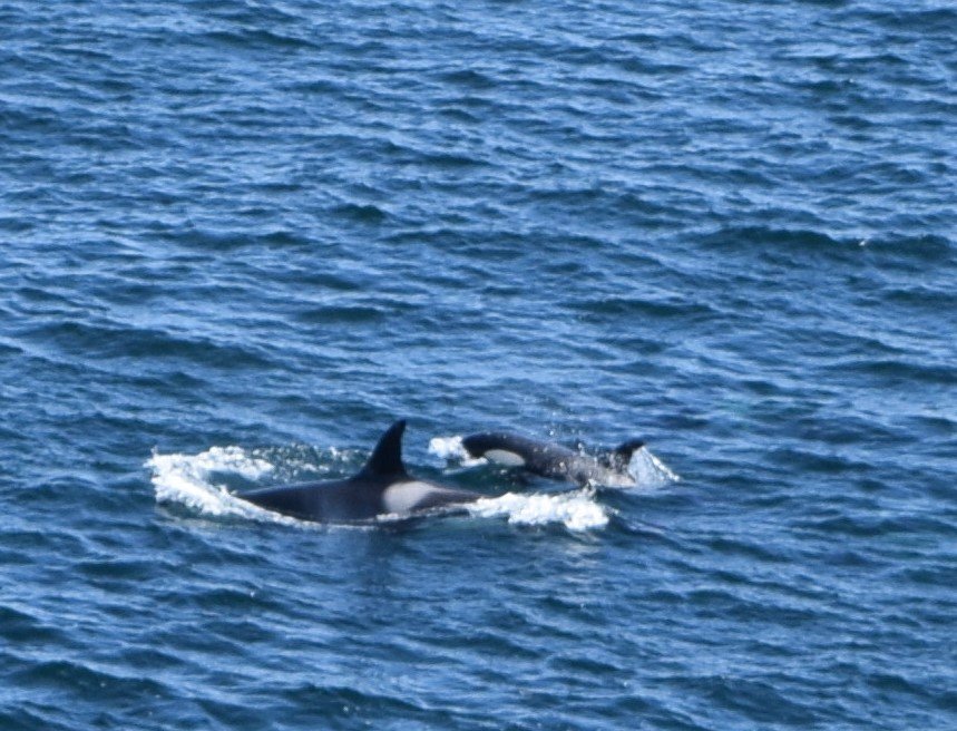 whale watching tour orkney