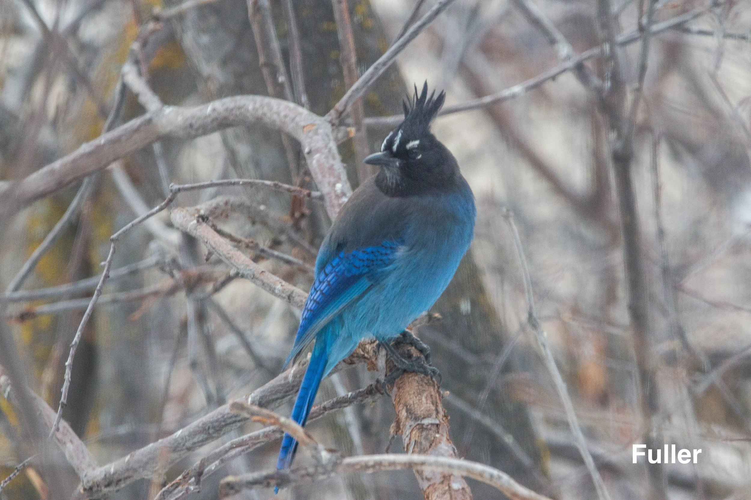 Stellers Jay.jpg