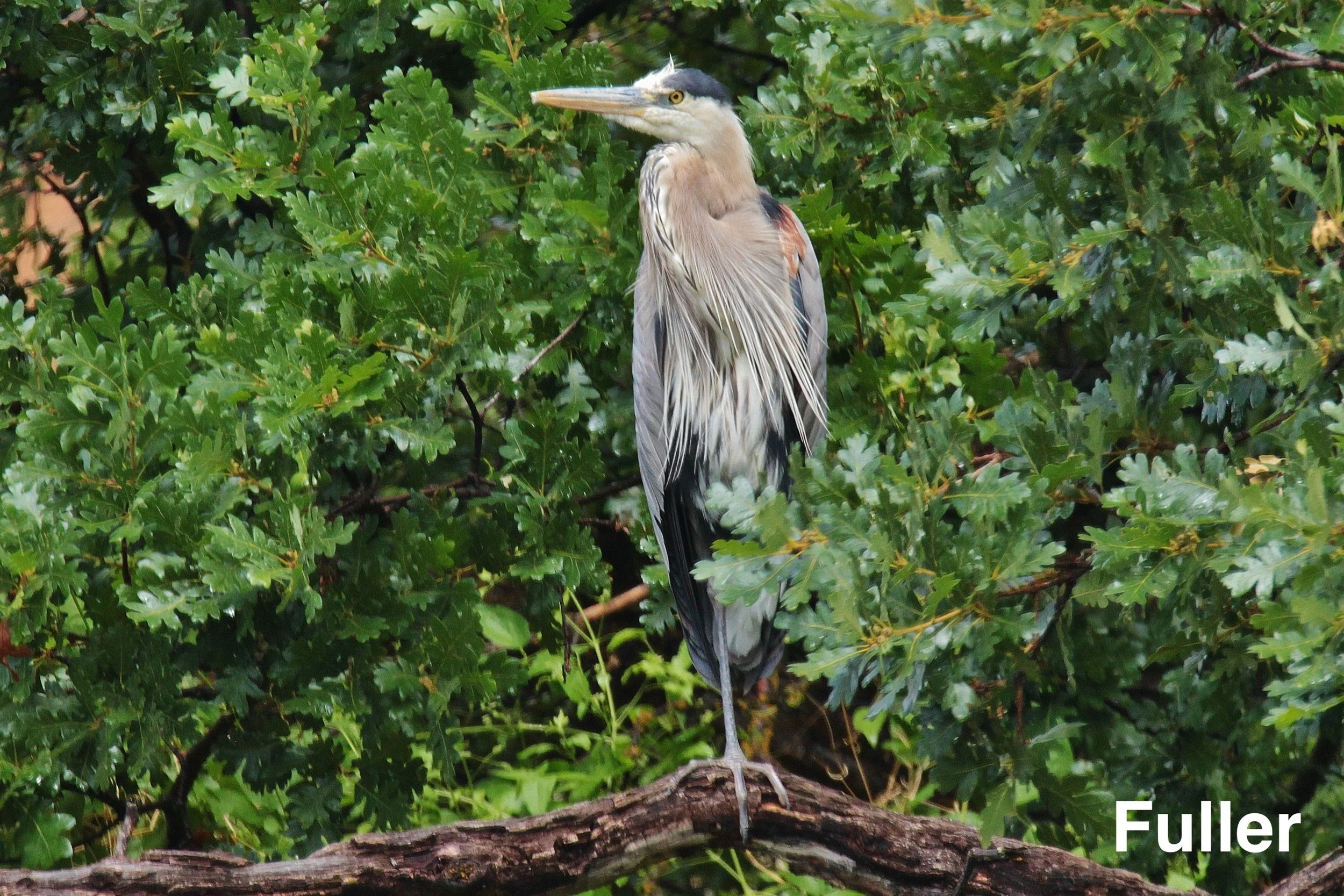 Great Blue Heron.JPG