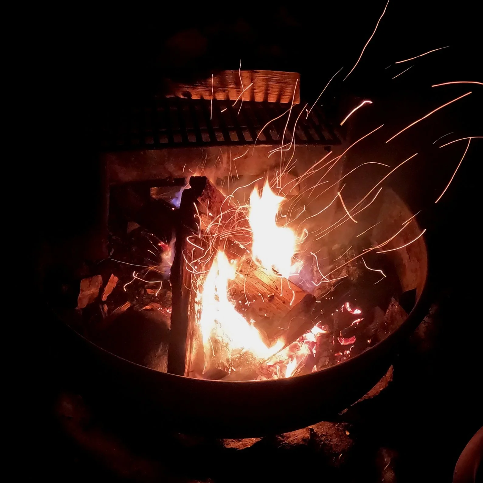 log 8: a trip to the woods