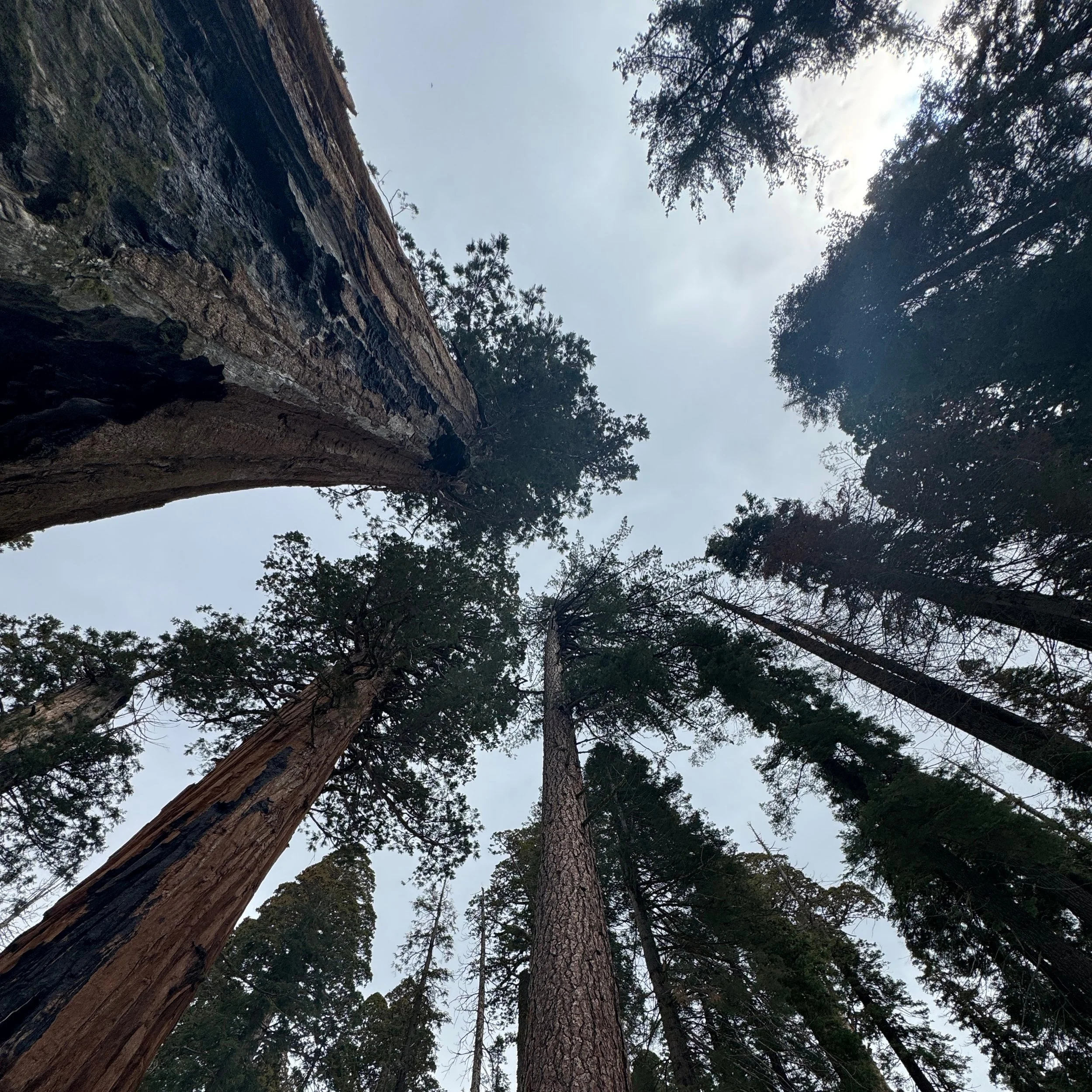 log 214: sequoia 