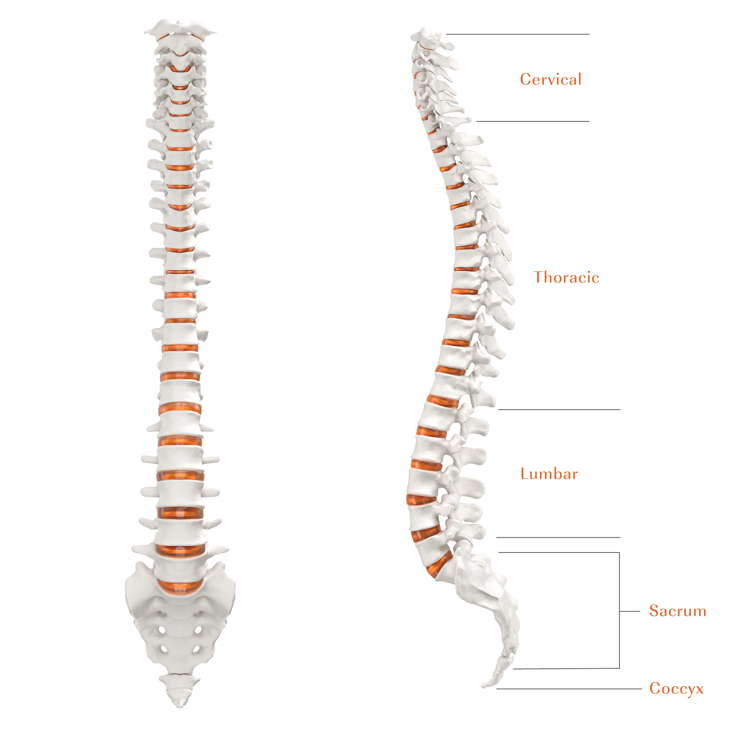 Learn The Basics of Spinal Anatomy — Camber Spine Med Tech