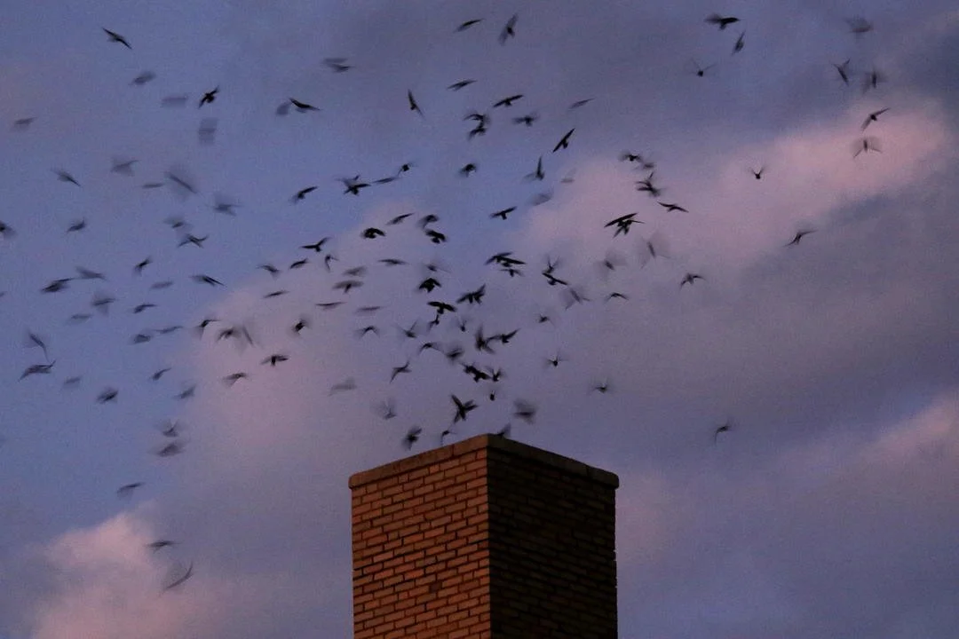 Chimney Swift Roosting