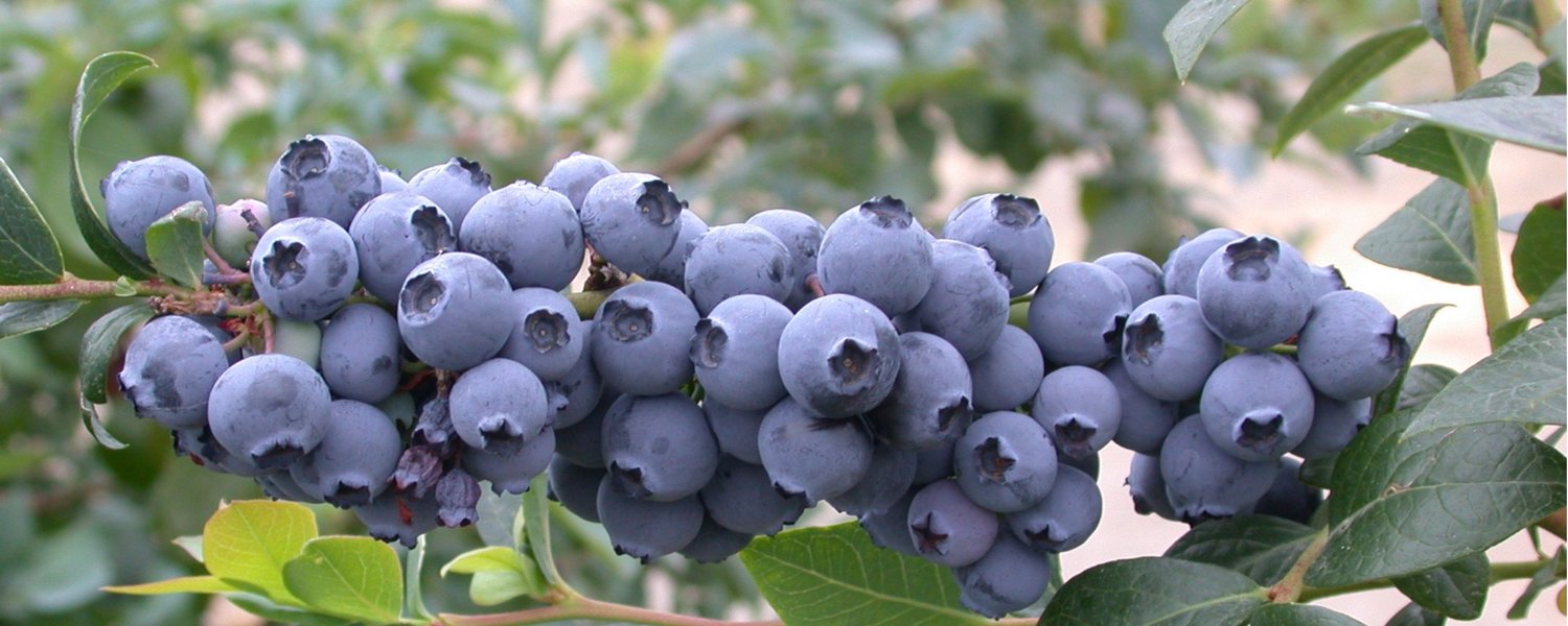 Blueberries — Incredible Edibles NZ’s Edible Plant Specialists