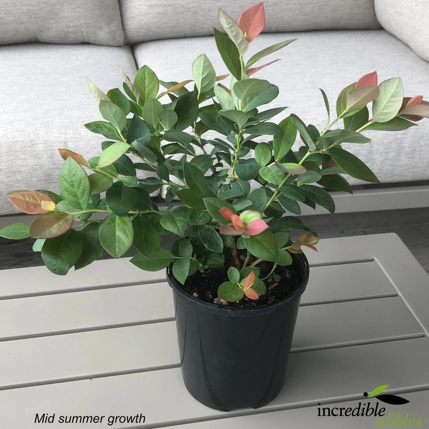 Pink Icing mid summer growth.jpg