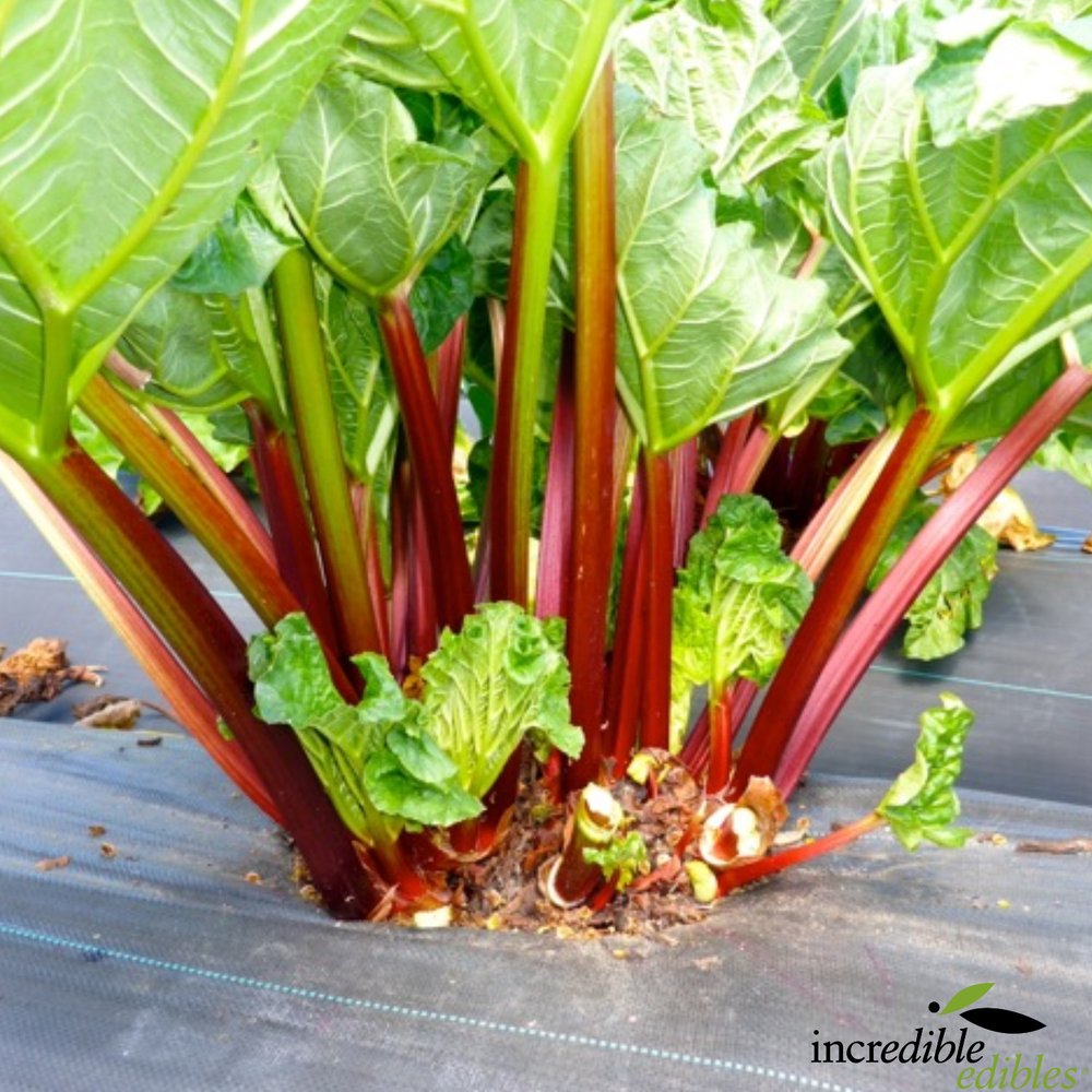 Rhubarb Heritage Ruby Red — Incredible Edibles - NZ's Edible Plant  Specialists