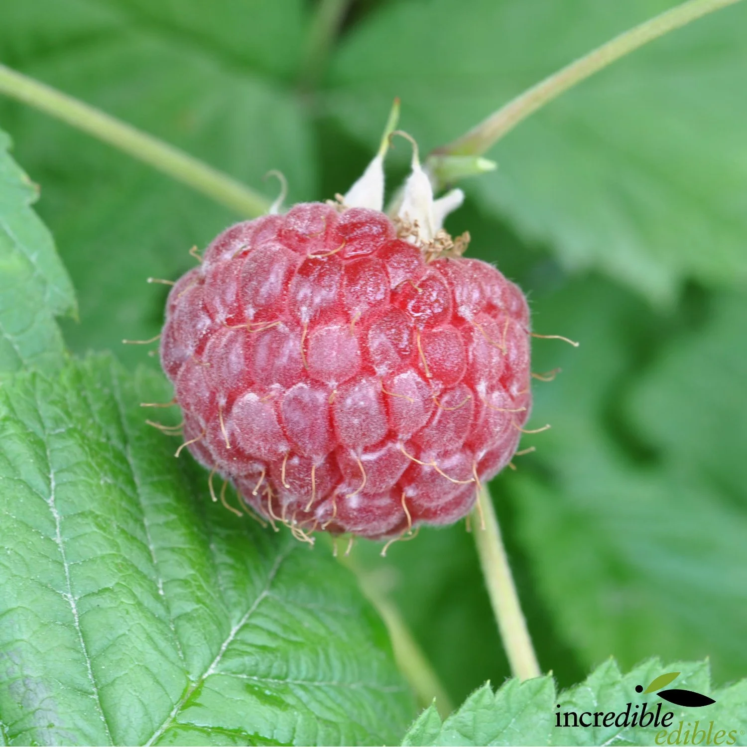 Dwarf Raspberry For Containers – JUFVG