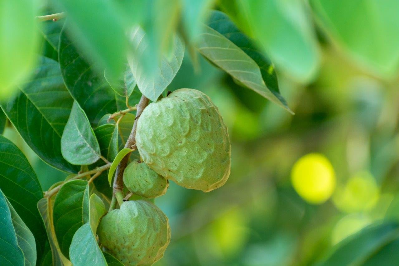 Cherimoyas