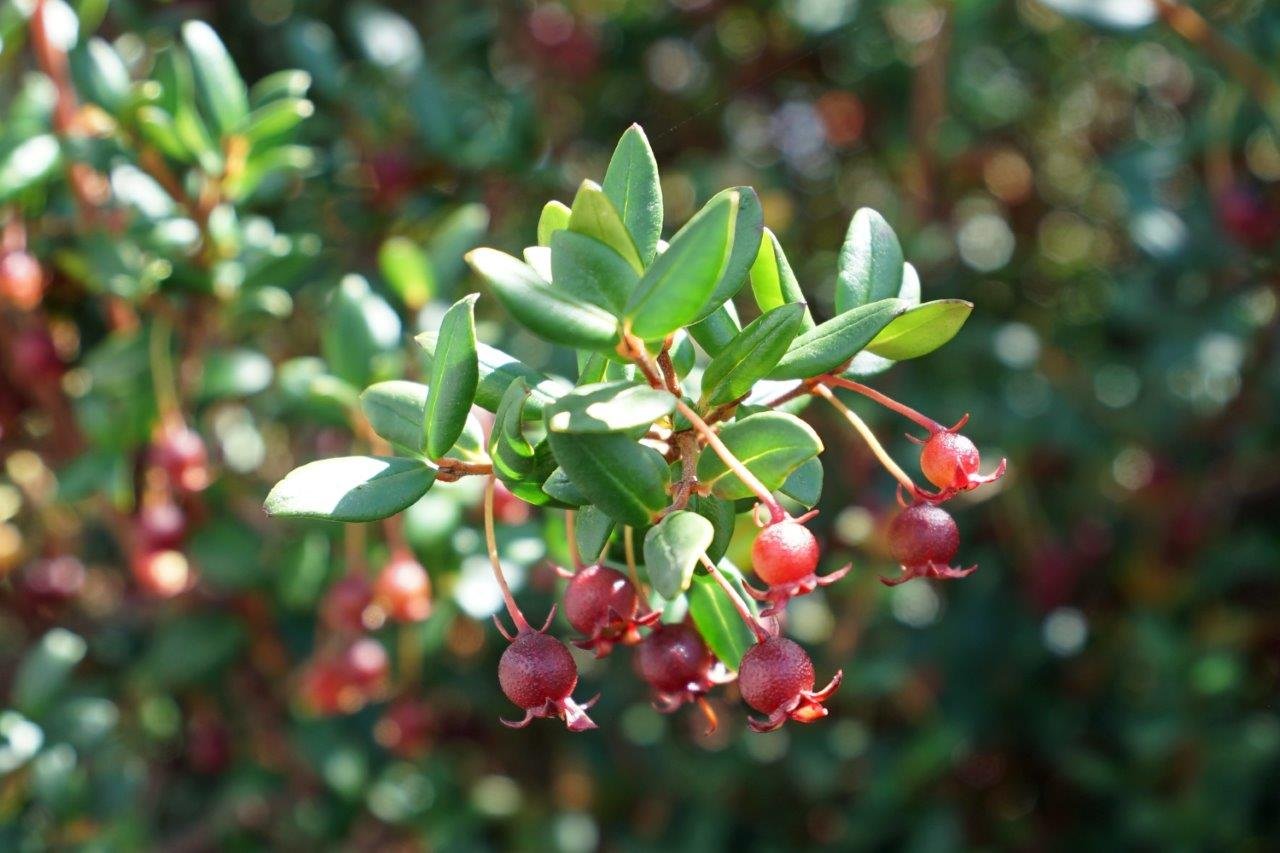 Chilean Guava