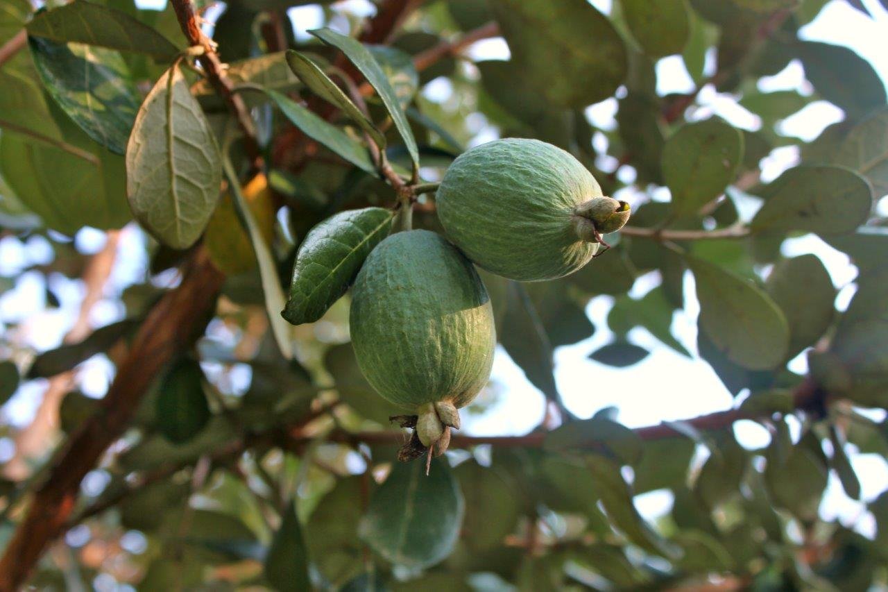 Feijoas