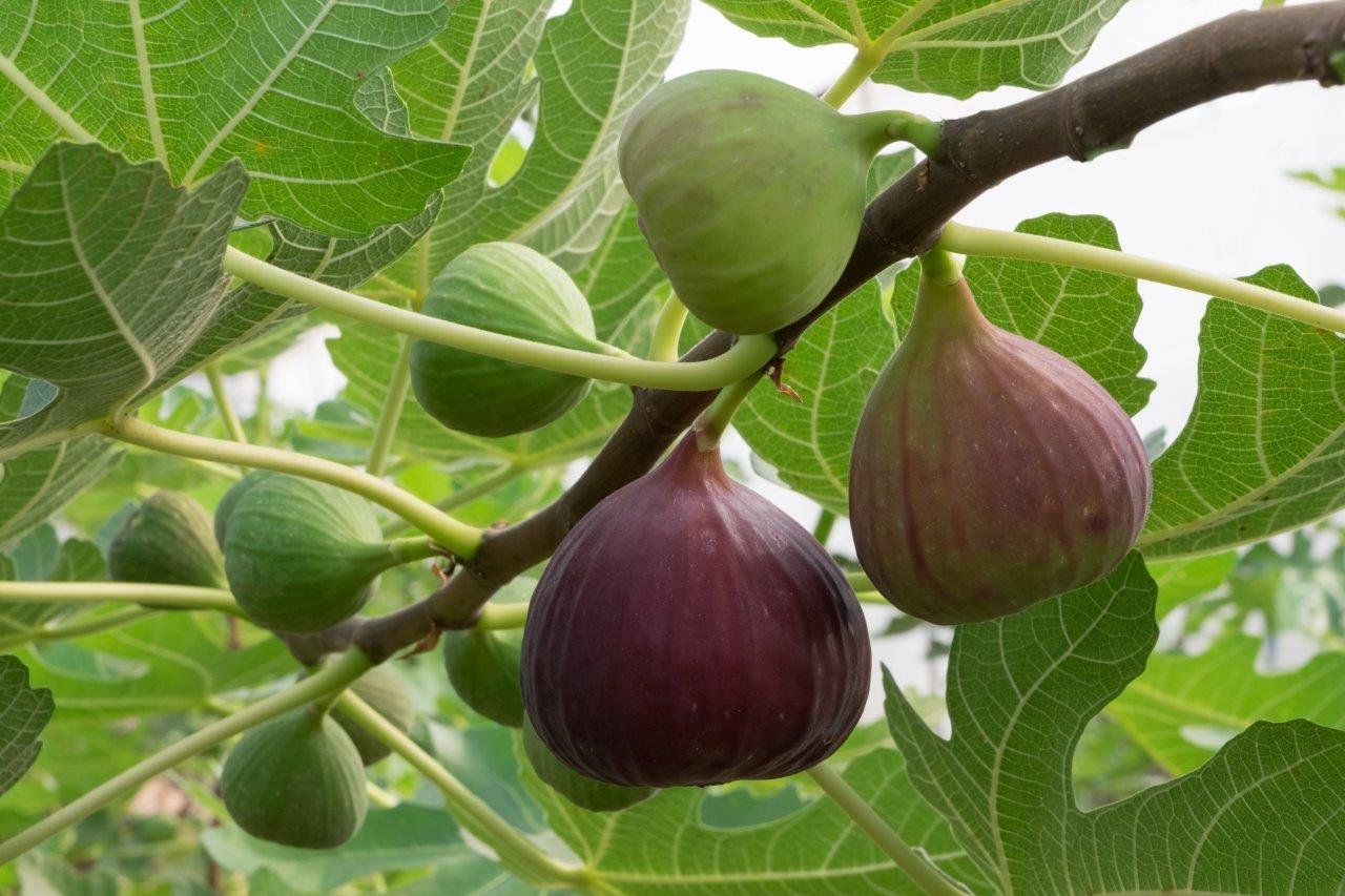 Figs