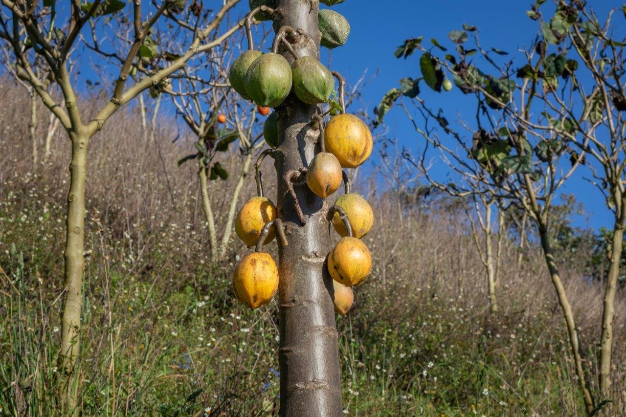 Mountain Paw Paw