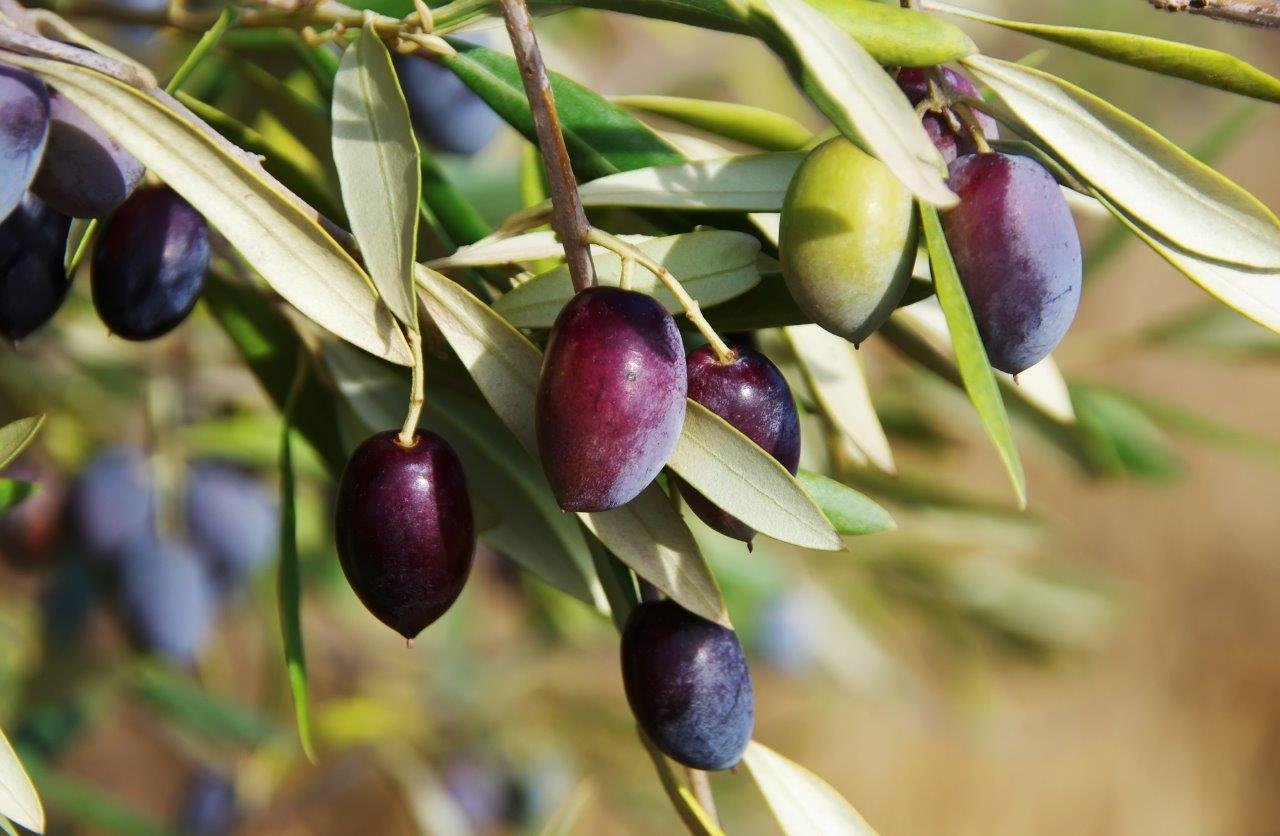 Olives