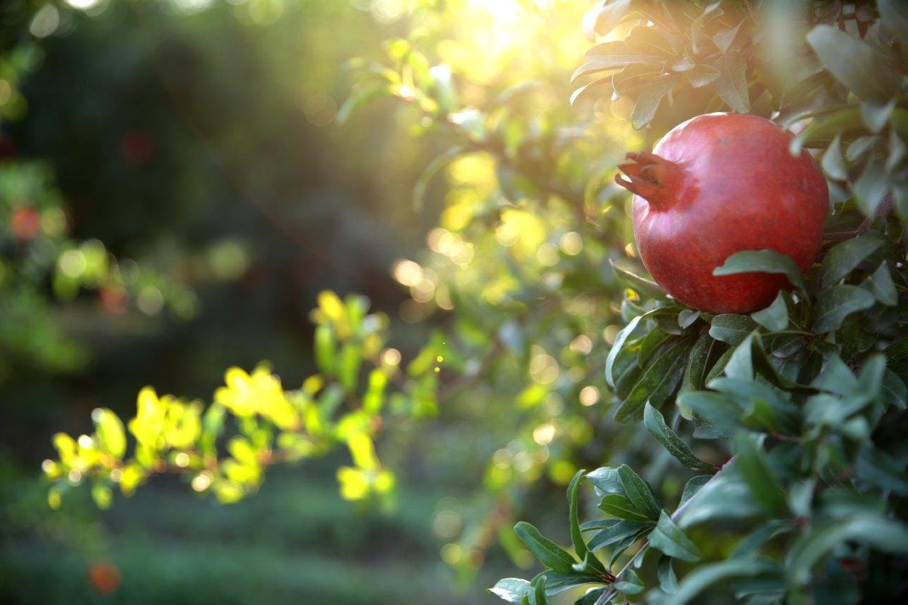 Pomegranates