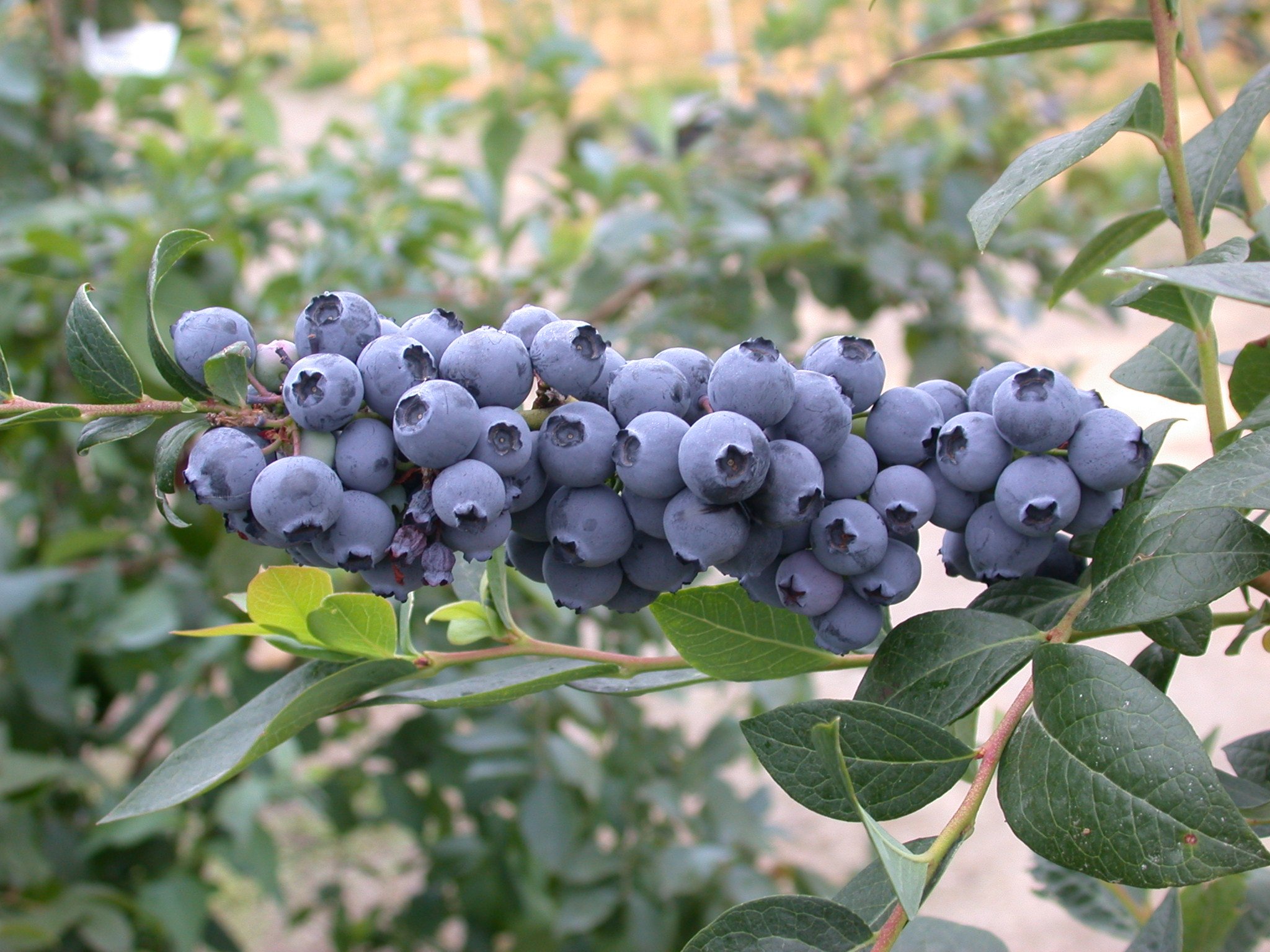 Blueberries