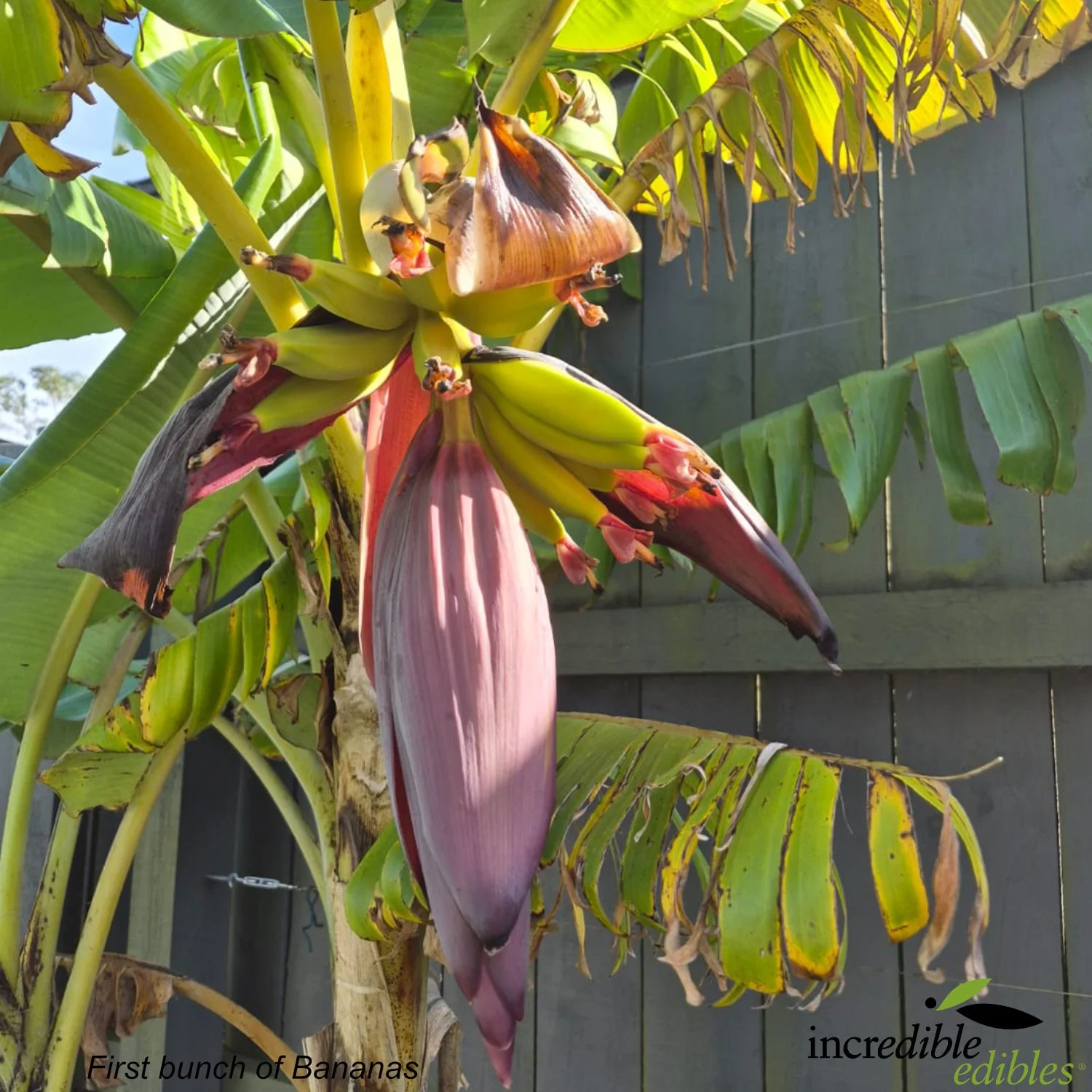 Misi Luki Banana first bunch of flower.jpg