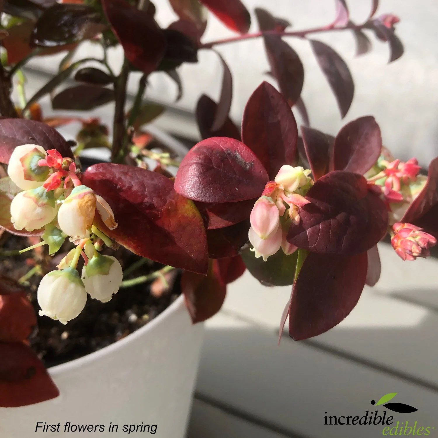 Pink Icing first flowers in spring.jpg