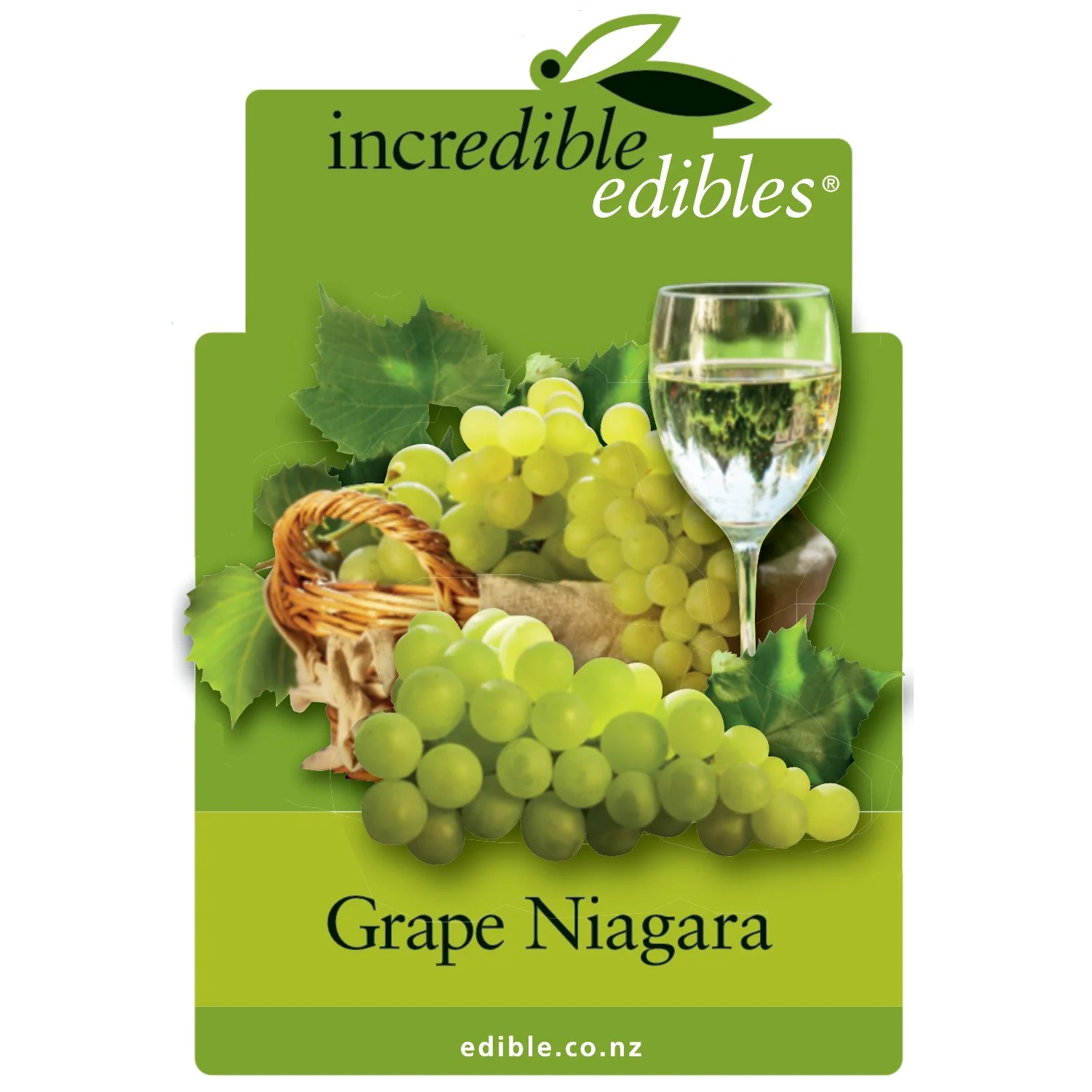 Grape Niagara