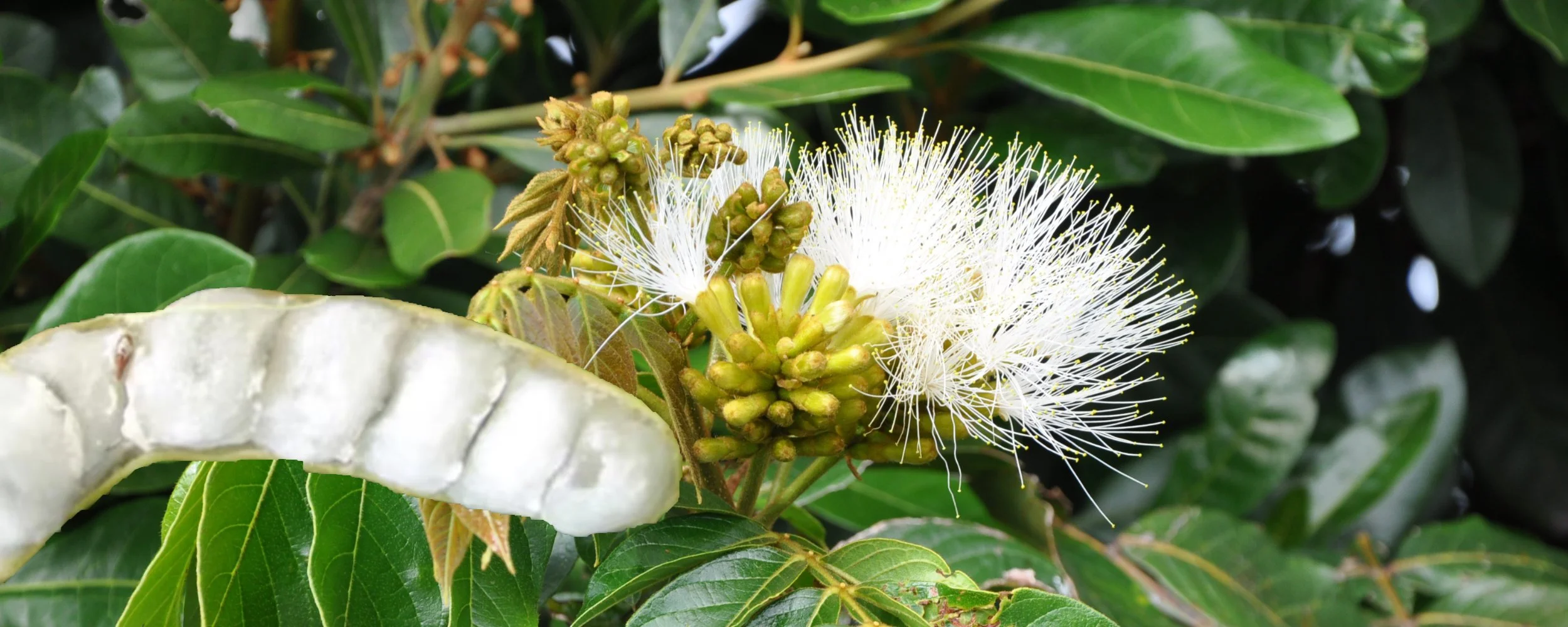 Islet Bean Ice Cream Bean — Incredible Edibles - NZ’s Edible Plant Specialists
